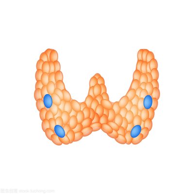 H:\示意图\甲状旁腺示意图\t0196a808756fd41a43.jpg
